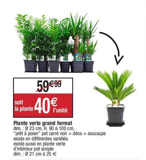 plante verte grand format