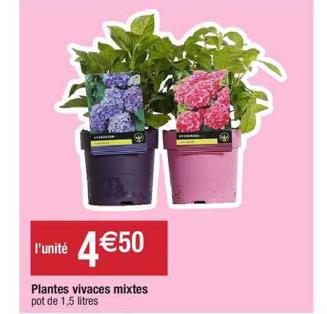 Plantes Vivaces Mixtes