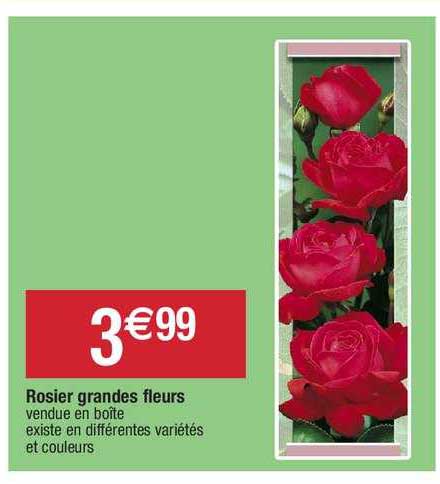rosier grandes fleurs