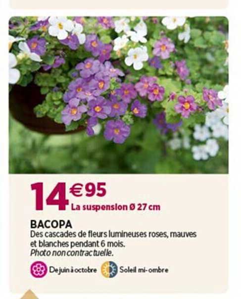 Bacopa