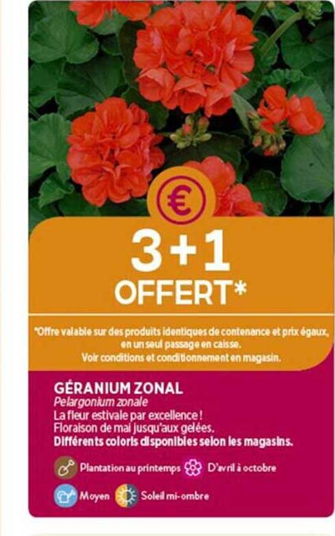 géranium zonal