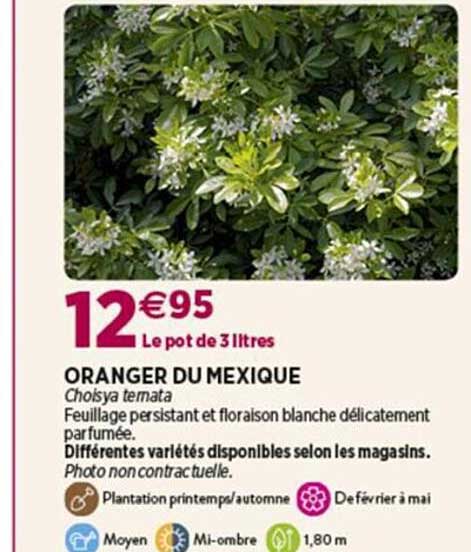 Oranger Du Mexique