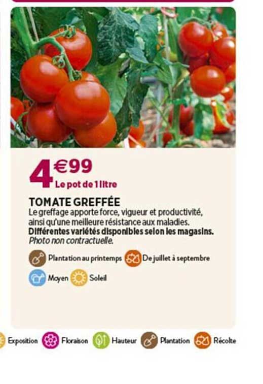 tomate greffée