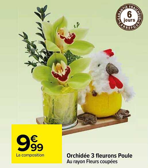 orchidée 3 fleurons poule