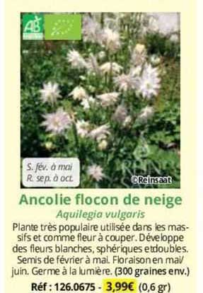 Ancolie Flocon De Neige