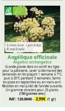 angélique officinale
