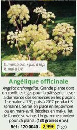 angélique officinale