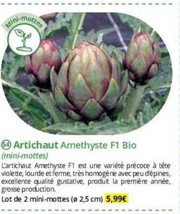 Artichaut Amethyste F1 Bio
