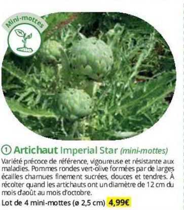 Artichaut Impérial Star