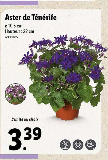 aster de ténérife