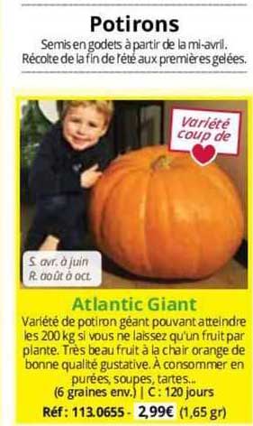 atlantic giant