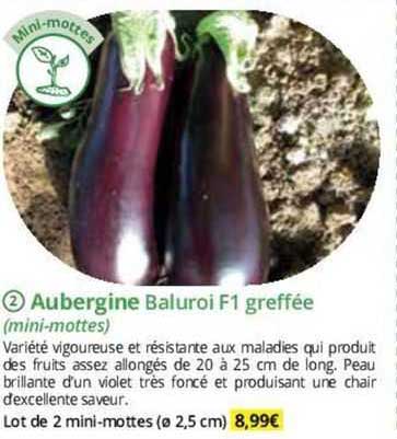aubergine baluroi F1 greffée