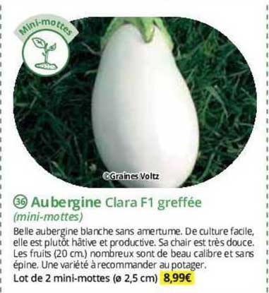 aubergine clara F1 greffée