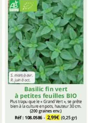 basilic fin vert à petites feuilles bio
