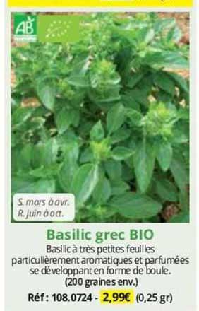 basilic grec bio