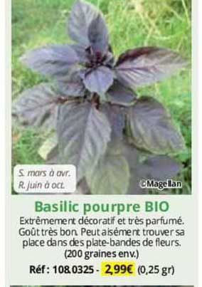 Basilic Pourpre Bio