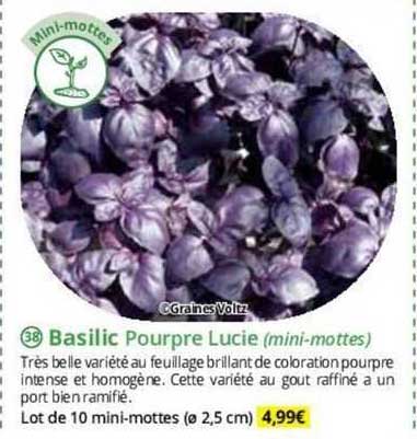 basilic pourpre lucie