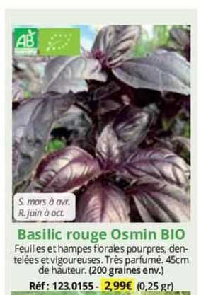 basilic rouge osmin bio