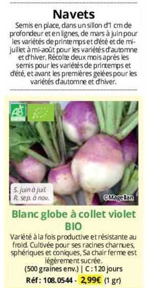 blanc globe à collet violet bio