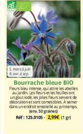 bourrache bleue bio
