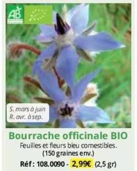 bourrache officinale bio