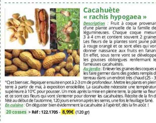 Cacahuète «rachis Hypogaea»