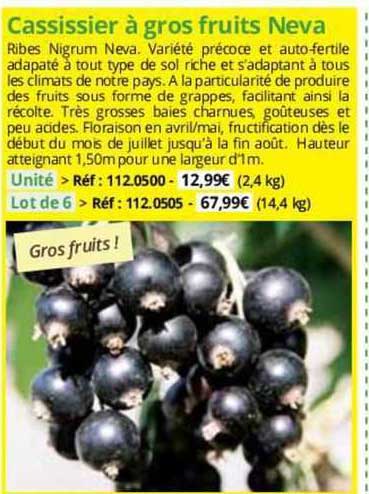 cassissier à gros fruits neva