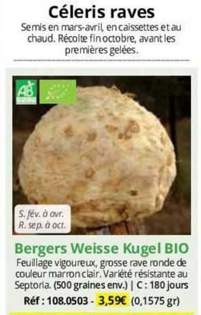 céleris raves bergers weisse kugel bio