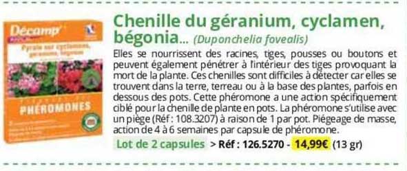 Chenille Du Géranium, Cyclamen, Bégonia (duponchelia Fovealis)