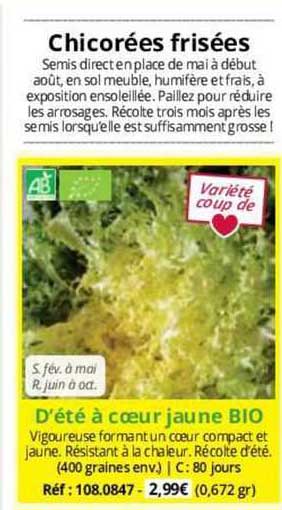 Chicorées Frisées D'été à Cœur Jaune Bio
