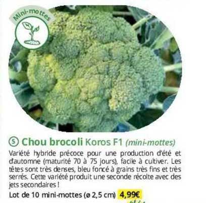 chou brocoli koros F1
