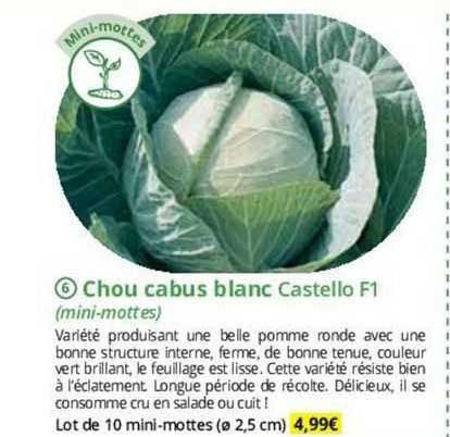 chou cabus blanc castello f1