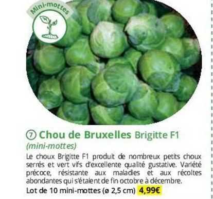 chou de bruxelles brigitte f1 (mini-mottes)