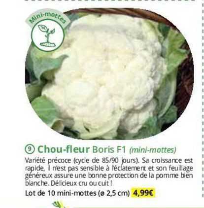 chou-fleur boris f1 (mini-mottes)
