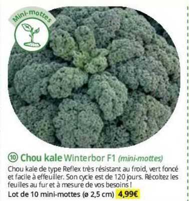 chou kale winterbor f1 (mini-mottes)