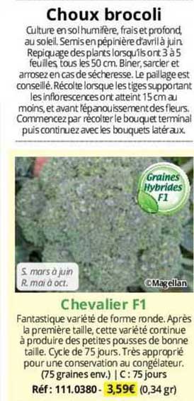 choux brocoli chevalier f1