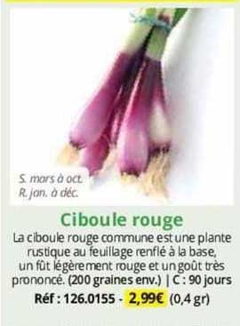 Ciboule Rouge