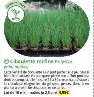 Ciboulette Mini-fine Polystar (mini-mottes)