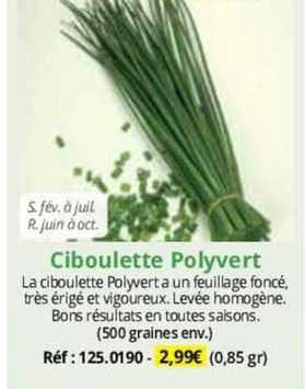 Ciboulette Polyvert
