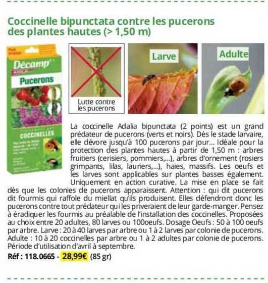 coccinelle bipunctata contre les pucerons des plantes hautes