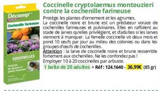 coccinelle cryptolaemus montouzieri contre la cochenille farineuse