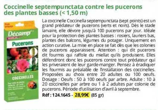 coccinelle septempunctata contre les pucerons des plantes basses