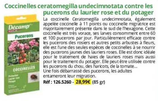 coccinelles ceratomegilla undecimnotata contre les pucerons du laurier rose et du potager