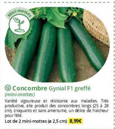 concombre gynial f1 greffé (mini-mottes)