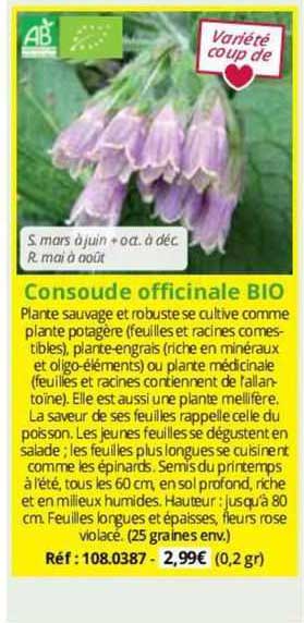 consoude officinale bio