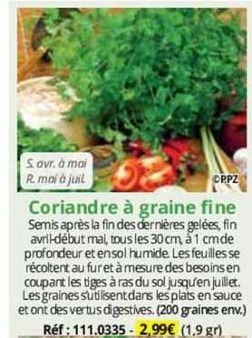 coriandre à graine fine