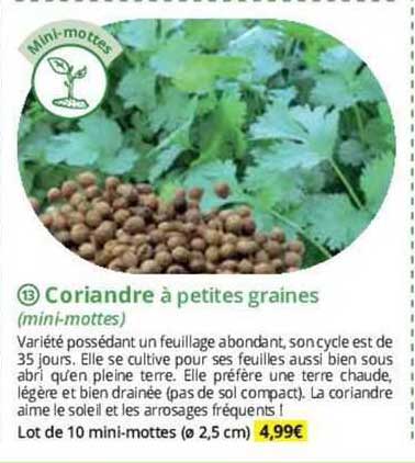 coriandre à petites graines