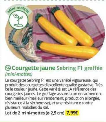 courgette jaune sebring f1 greffée