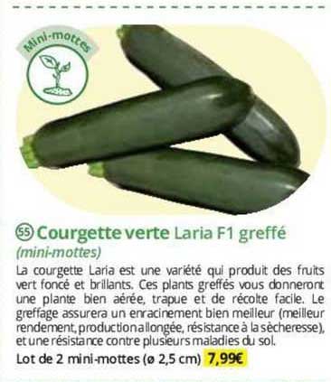 courgette verte laria f1 greffé