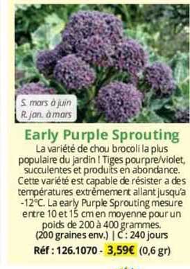 early purple sprouting